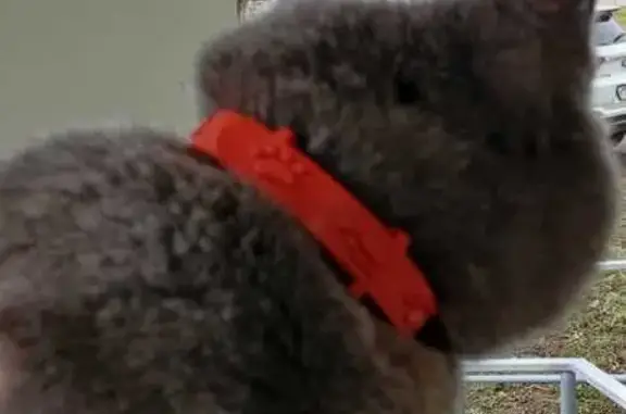 Пропала кошка, ул. Мира, 7, Николо-Берёзовка