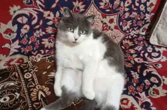 Пропала кошка, ул. Бугаева 45, Духовщина