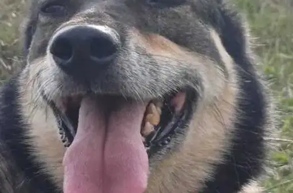 Собаки потеряшки, Колпино, фото: Потеряшка собака, ул. Севастьянова 28 к1