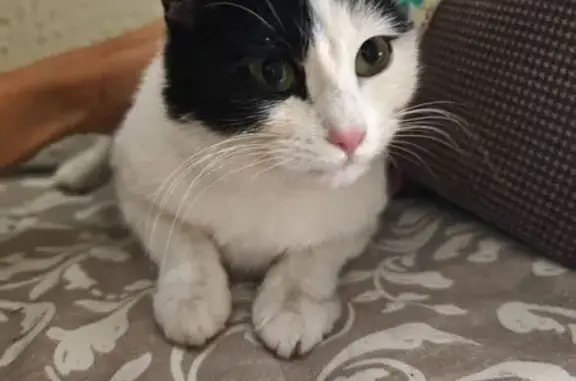 Найдена кошка, Красково, фото: Кошка найдена: ул. Карла Маркса, 81, Красково