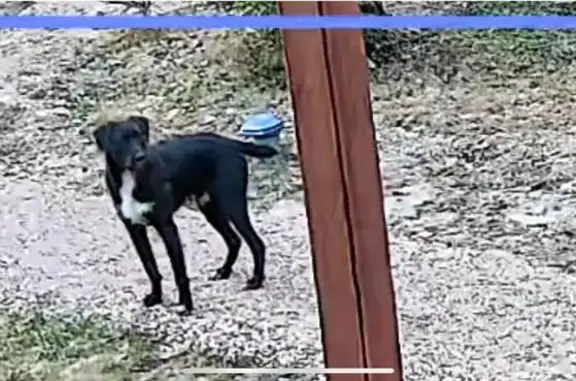 Найдена собака, , фото: Дратхаар найден в Андрейково 46Н-01156