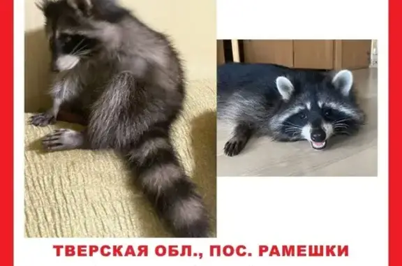 Пропал енот в Рамешках, Октябр...