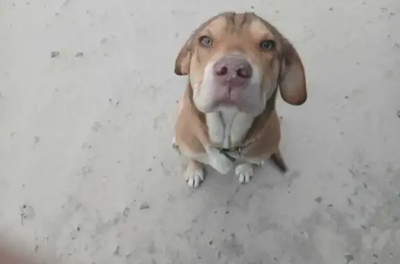 Найдена собака, , фото: Найдена рыжая собака, Сургут, Югра