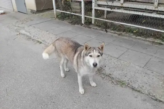 Найдена собака, Краснодар, фото: Собака найдена на Бульварном Кольце, Краснодар