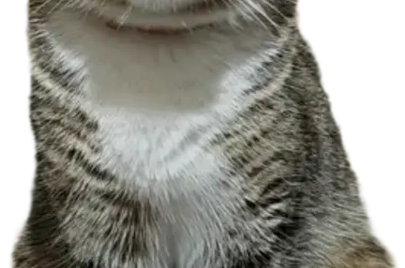 Кошки потеряшки, Республика Коми, фото: Потеряшка кошка, Сосногорск, Коми