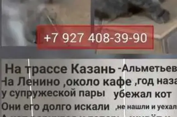 Найдена кошка, Казань, фото: Кошка найдена: Казань, Татарстан