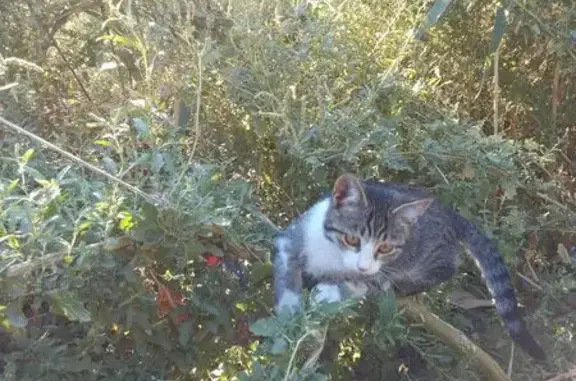 Пропала кошка у Кубанского моста, Астрахань