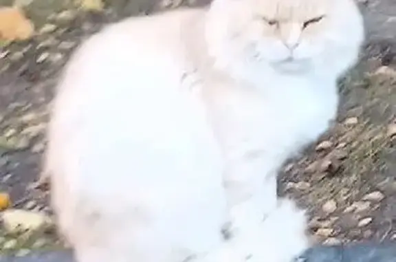Пропала кошка, 10-й Полюсный, Тула