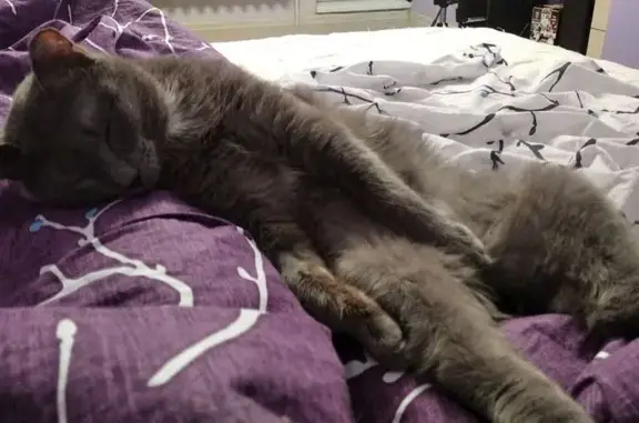 Пропал кот Китя, ул. Хмельницкого 49/1