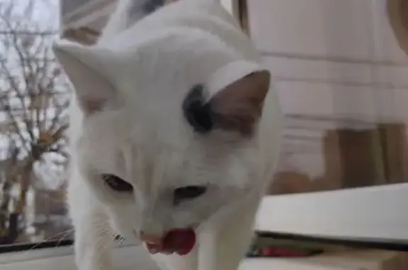 Найдена кошка, Ростов-на-Дону, фото: Кошка найдена: 6-я Кольцевая ул., 12А