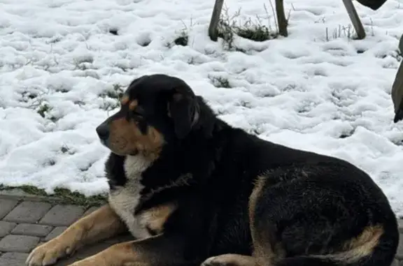 Найдена собака, Санкт-Петербург, фото: Найдена собака, Витебский пр., СПб