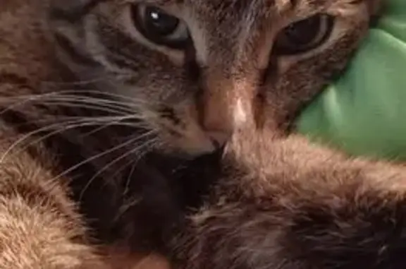 Пропала кошка, Солнечная ул., Сосновоборск