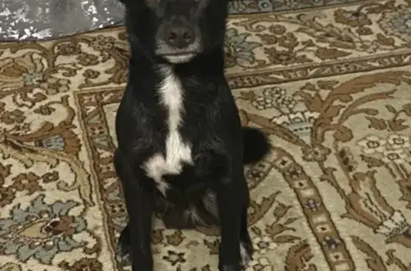 Собаки потеряшки, , фото: Потеряшка собака, Заводская 11, Плеханово