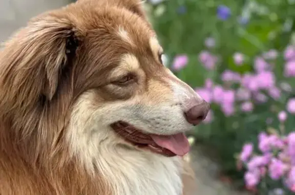 Собаки потеряшки, Ставрополь, фото: Потеряшка собака, ул. Репина 171, Ставрополь