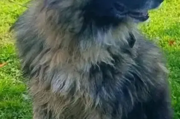 Пропала собака, ул. Старое Творогово