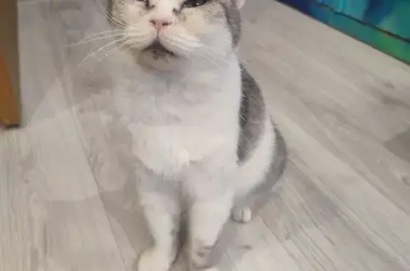 Найдена кошка, Москва, фото: Кошка найдена: Планетная ул., 24, Москва