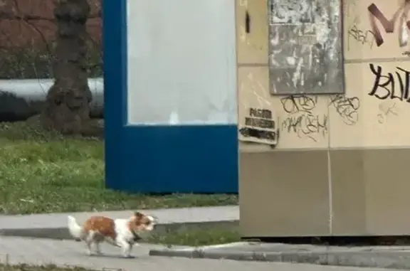 Найдена собака, Орёл, фото: Собака найдена: Орёл, Октябрьская 58