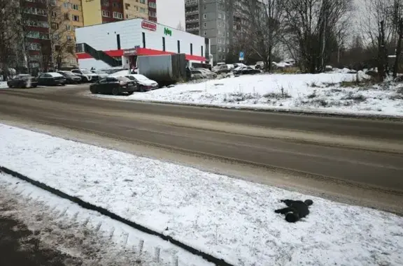 Найденные животные Петрозаводск, фото: Кошка найдена: Архипова, 16, Петрозаводск