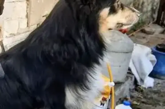 Пропала собака, ул. Пирогова, Белгород