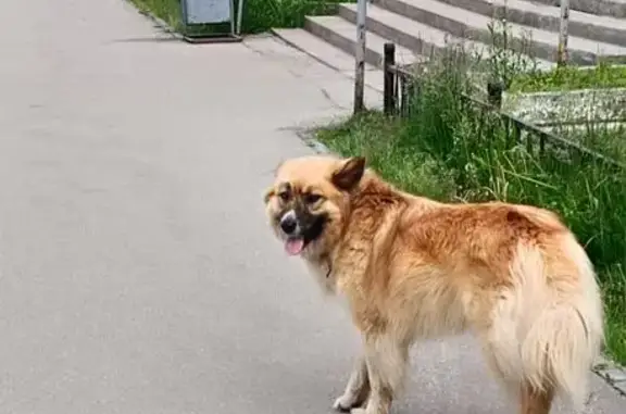 Пропала собака на Емвальской, 13