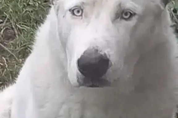 Пропала собака на Кировской, 16, НН