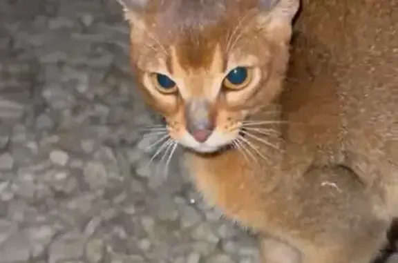 Найдена кошка, Столбищенское, фото: Котёнок найден на Р-239, Столбище