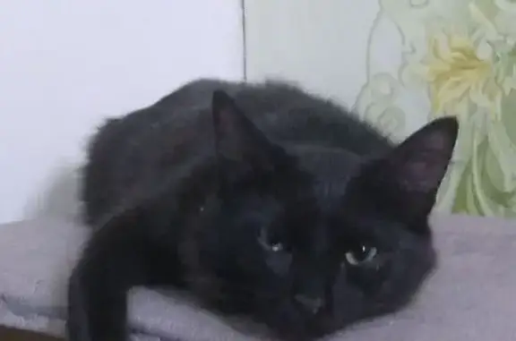 Кошки потеряшки, Туапсе, фото: Потеряшка кошка, Смирнова 7, Туапсе