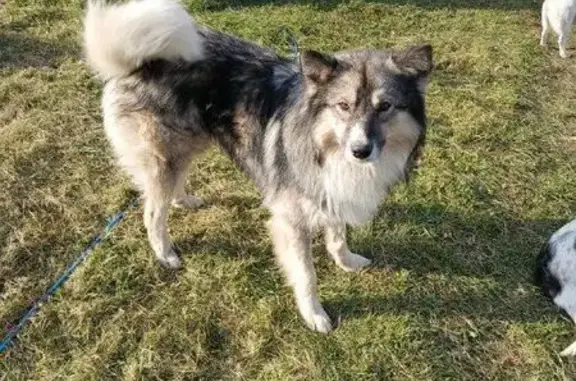 Собаки потеряшки, Республика Алтай, фото: Потеряшка собака в Шебалинском районе, Алтай