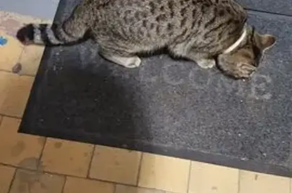 Найдена кошка, Омск, фото: Кошка найдена, пр. Карла Маркса 69, Омск