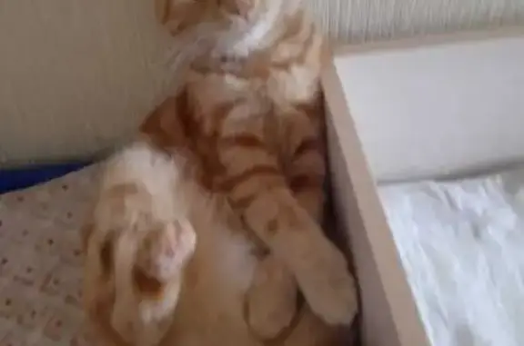 Пропала рыжая кошка, Уфа, Ферина 24/3