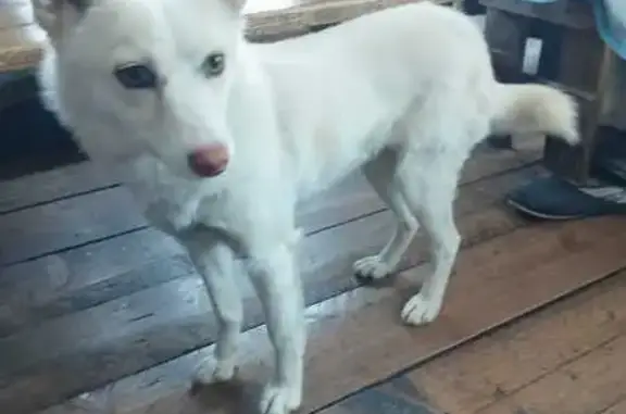 Собаки потеряшки, Республика Алтай, фото: Потеряшка собака в Шебалинском районе, Алтай