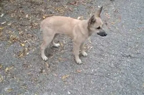 Пропала собака, ул. Вашкевича, Кисловодск