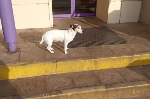 Найдена собака, Москва, фото: Собака найдена на ул. Намёткина, 9, Москва