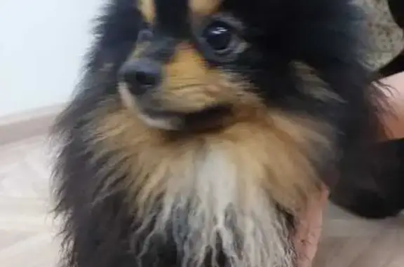 Найдена собака, Камышин, фото: Найдена собака, Октябрьская 23, Камышин