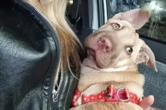 Пропала собака, Симферополь, Крым