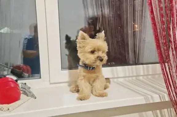 Собаки потеряшки, Иркутск, фото: Потеряшка собака, Иркутск, ул. Рабоче-Крестьянская, 74