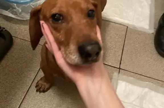 Найдена собака, Тула, фото: Собака найдена: ул. Калинина, 7, Тула