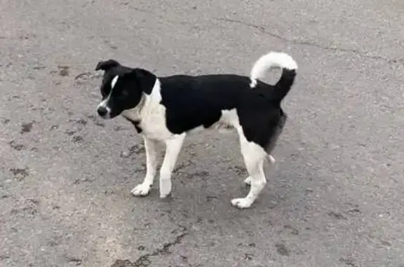 Собаки потеряшки, Воронеж, фото: Потеряшка собака, ул. Ушинского, 17, Воронеж