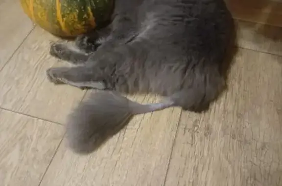 Пропала кошка, ул. Зайнуллина, Арск