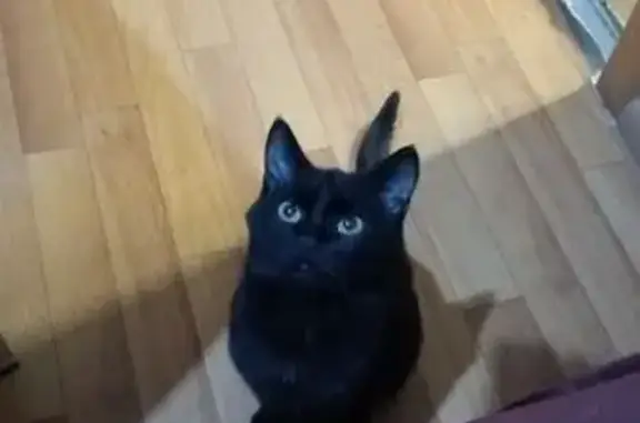 Пропал черный кот, Омск, Верхнеднепровская