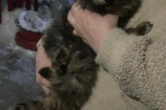 Найдена кошка, Тальменка, фото: Трехцветная кошка найдена: Кирова 28Б