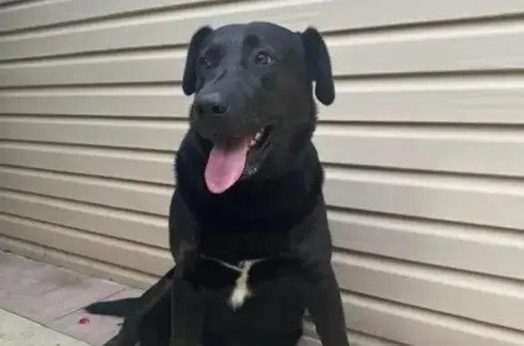 Пропала собака Босс, ул. 1-й Конной Армии