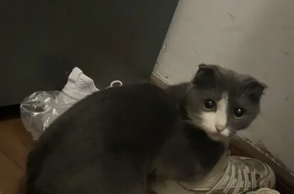 Пропала кошка, Чехова 2А, Чехов