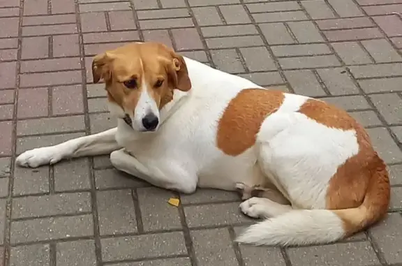 Пропала собака, Туркестанская 4, Товарково