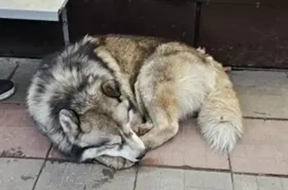 Найдена собака, , фото: Собака найдена у киоска, ул. Титова, Липецк