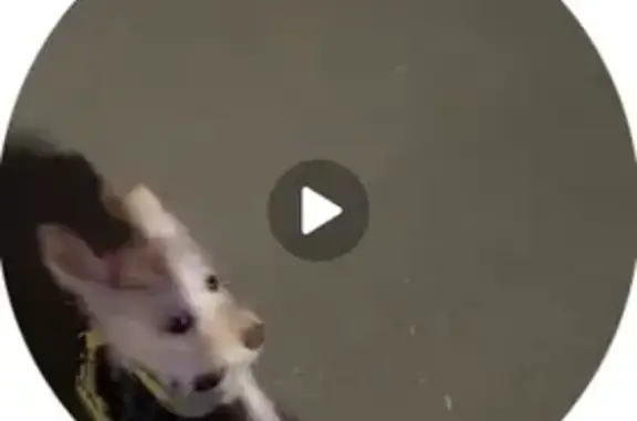 Пропала собака на Братьев Кашириных, Челябинск