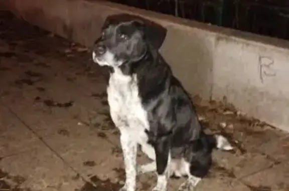 Найдена собака, Москва, фото: Собака найдена на Карамышевской наб.