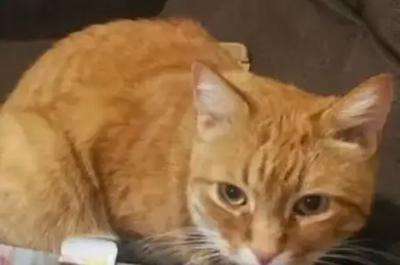 Кошки потеряшки, Тамбов, фото: Потеряшка кот Персей, Трудовая 40, Тамбов