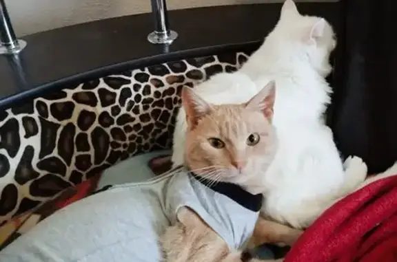 Кошки потеряшки, Химки, фото: Потеряшка кошка, Химки, Горная 30/12