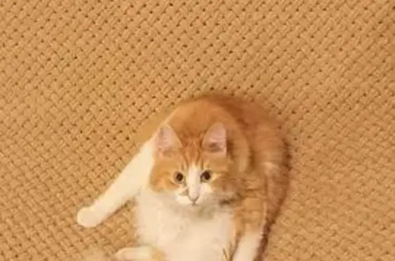 Пропала кошка, Солнечная ул. 1...